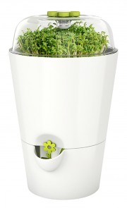 Kräutertopf mit Pflanzglocke